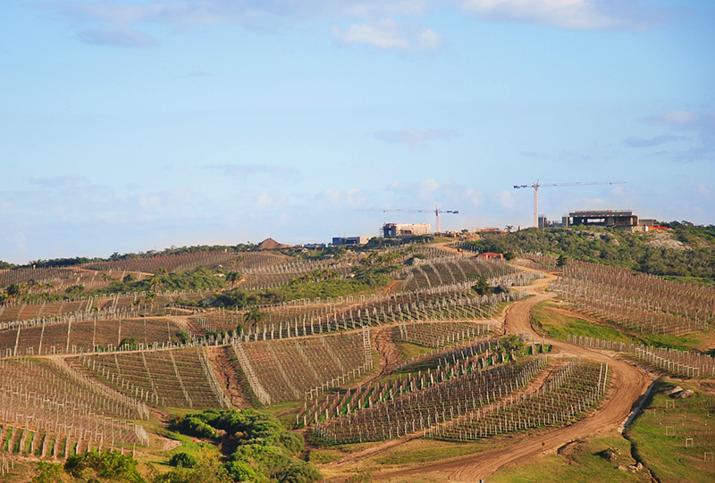 bodega garzon